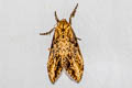Lymantriinae sp.