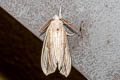 Lymantriinae sp.