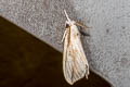 Lymantriinae sp.