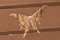 Tropical Swallowtail Moth Lyssa zampa