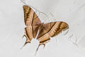Tropical Swallowtail Moth Lyssa zampa