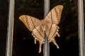 Tropical Swallowtail Moth Lyssa zampa