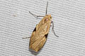 Macotasa nubeculoides