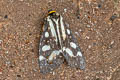 Macrobrochis notabilis