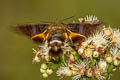 Macroglossum glaucoptera