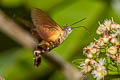 Macroglossum glaucoptera