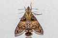 Macroglossum sitiene