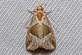 Maliattha separata