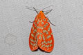 Crotalaria Podbearer Mangina argus