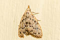 Manoba punctilineata
