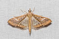Mung Bean Moth Maruca vitrata