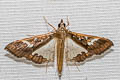 Mung Bean Moth Maruca vitrata