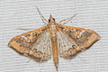 Mung Bean Moth Maruca vitrata