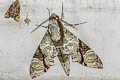 Megacorma obliqua