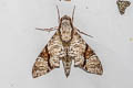 Megacorma obliqua