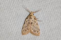 Meganola punctilinea 