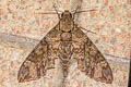 Meganoton nyctiphanes