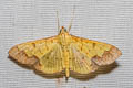 Meroctena tullalis