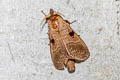 Metanastria capucina