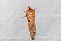Metanastria capucina