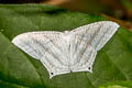 Grey Swallowtail Moth Micronia aculeata