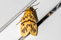 Miltochrista sp.