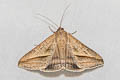 Sugarcane Looper Mocis frugalis 