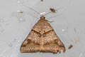 Brown-striped Semi-looper Mocis undata