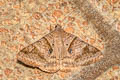 Brown-striped Semi-looper Mocis undata