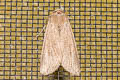 Mythimna sp.