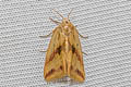 Rice Green Caterpillar moth Naranga diffusa