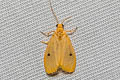 Neasura apicalis