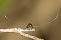 Nemophora aglaospila