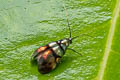 Nemophora aglaospila