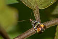 Nemophora aglaospila