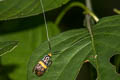 Nemophora decisella