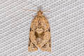 Neocalyptis affinisana