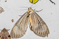 Neochera inops