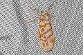 Nephelomilta sumatrana