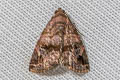 Noctuidae sp.