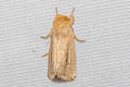 Noctuidae sp.