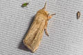 Noctuidae sp.