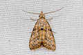 Nola ceylonica