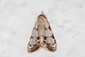 Nola sp.