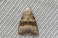 Hairy Rice Caterpillar Moth Nola taeniata