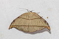 Nordstromia duplicata