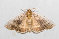 Notodontinae sp.