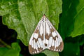 Marbled White Moth Nyctemera adversata