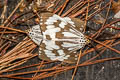 Marbled White Moth Nyctemera adversata