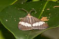 Asian Magpie Moth Nyctemera baulus